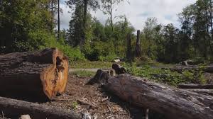 Best Leaf Removal  in Las Animas, CO