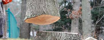 Las Animas, CO Tree Care Company